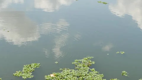 Pan up ground to sky over scenic Crescent Lake in St. Petersburg, FL. Sky mirror Stock Footage 306475282