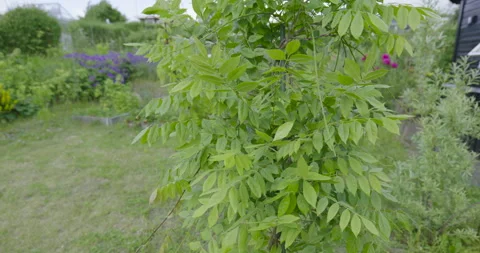 Pan Handheld Shot of Tree in Garden on Windy Day 스톡 동영상 277097595