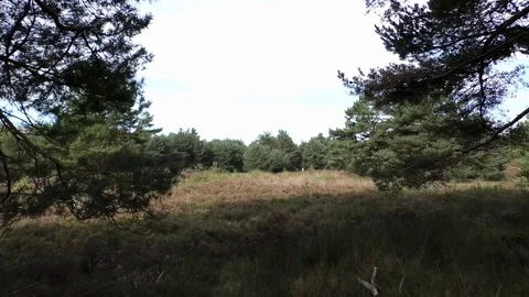 Pan: Heathland seen in between pine tree branches, forest, flowering heath Video stock 79829643