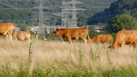 Pan: herd of beautiful cows walking on pasture, cattle farming in rural germany Video stock 160138139