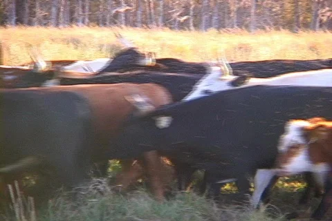 Pan of Herd of Cattle Running Stock Footage 142474