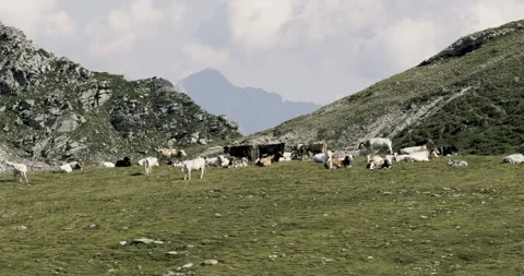 Pan on a herd of cows grazing on Alpine pastures in the Italian Alps 스톡 동영상 319195181