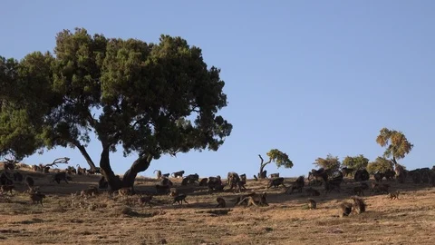 Pan with herd of Gelada baboons moving over dry plain Stock-Footage 89392601