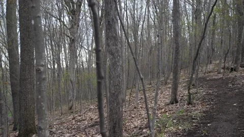 Pan hiking trail in a forest full of trees. Video stock 164170002