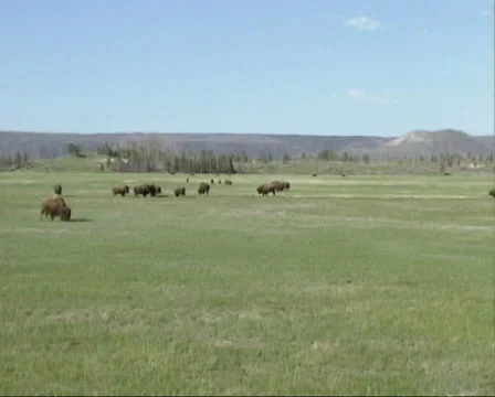 Pan + hold Bison herd + calves in Yellowstone National Park Stock Footage 35498006