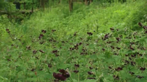 Pan + hold blooming Geranium phaeum , Dusky Cranesbill Stock Footage 21881213
