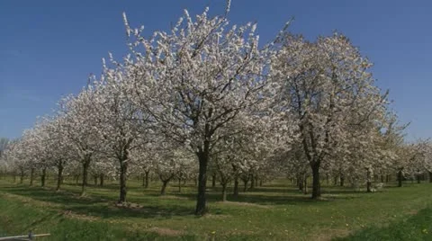Pan + hold cherry orchard in full bloom - wide shot Stock Footage 21424414