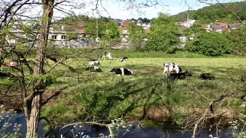 Pan: Holstein cows grazing on the outskirts of Otterbach, Rhineland Palatinate Video stock 76794593