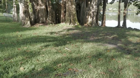 Pan up to Horizontal shot Multiple Banyan Trees in St. Petersburg, FL Stock Footage 270505413