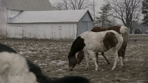 Pan from horses to close up of cow on Mid Western Farm Stock Footage 89945162