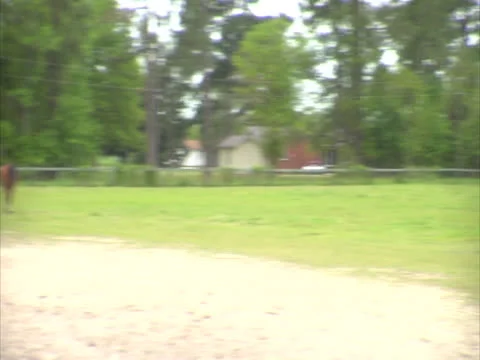 Pan to Horses Stock Footage 24260364