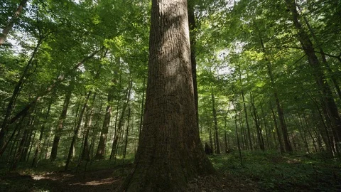 Pan-up huge Poplar tree in the Joyce Kilmer National Forest  Stock Footage 103766713