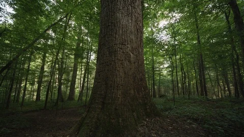 Pan-up of a huge Poplar tree in Joyce Kilmer Memorial Forest Video stock 103768741