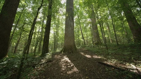 Pan-up huge Poplar trees in the Joyce Kilmer National Forest  Stock Footage 103762523
