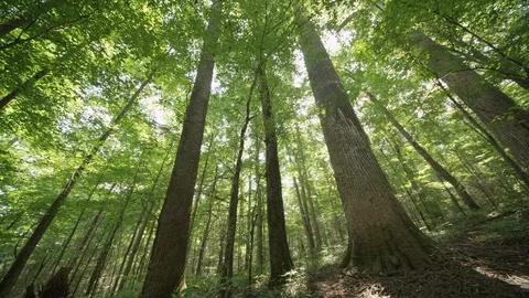 Pan of huge Poplar trees in the Joyce Kilmer National Forest  Stock Footage 103764415