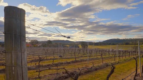 Pan of Hunter Valley vineyard at sunset in winter Stock Footage 119686510