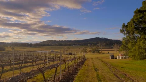 Pan of Hunter Valley vineyard at sunset Stock Footage 119738306