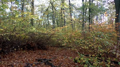 Pan: Inside a deciduous forest in autumn, colorful and withering leaves Stock Footage 97748755