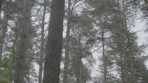 Pan of inside of a needlewood Video stock 74696876