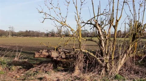 Pan - Interesting Fallen Tree, Rural Farm Field &amp; Path - Beautiful Morning Light 動画素材 48987786