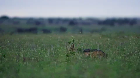 Pan of a jackal (canis aureus) running in Africa. Stock Footage 256916591