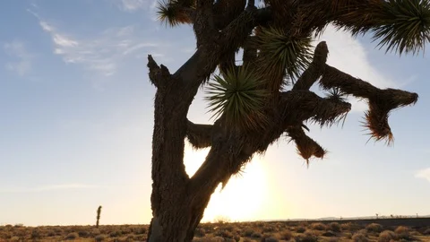 Pan up Joshua Tree in the desert.  Stock Footage 100975344
