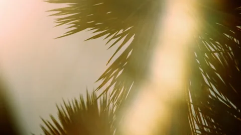 Pan joshua tree head during sunset Stock Footage 52260771
