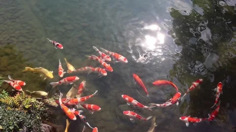 Pan koi fish swimming in japanese traditional pond Stock Footage