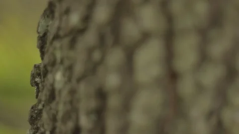 Pan From Lake To Close Up On Tree Bark Stockbeeldmateriaal 106674885