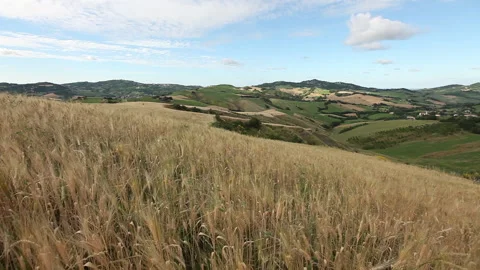 Pan landscape hills wheat Stock Footage 148486136