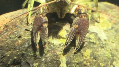 Pan to large crayfish facing camera Stock Footage 92876097