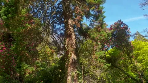 A pan of a large tree and flowers growing at its base. Stock Footage 153541437