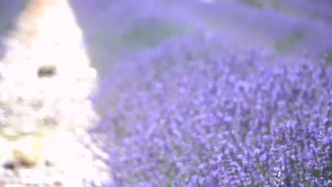 Pan in lavender field 库存影片 95866630