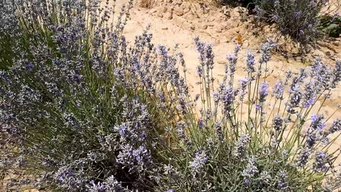 Pan to a lavender furrow Video stock 93643027