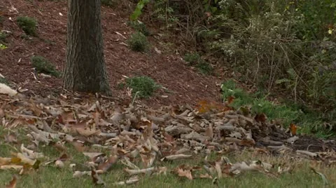 Pan in of Leaf Pumpkin Bags Video stock 12359319