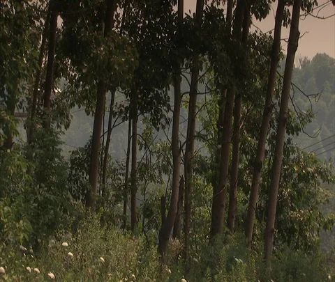 Pan from leafy trees to pile of coal near Century Mine. Stock Footage 86695809