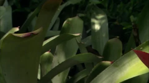 Pan from leaves to flower Stock Footage 22664899