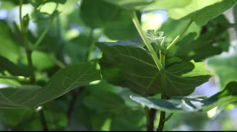 Pan leaves of a Mediterranean fig tree  Stock Footage 879631