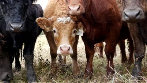 Pan Left 5 Steers Stock Footage 153240375