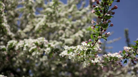 Pan to left across apple tree branches filled with white blossoms Stock Footage 24674395