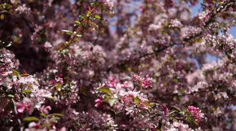 Pan to left across apple tree branches bursting with pink blossoms Stock Footage 24684427