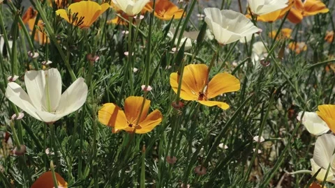 Pan left across o feed of poppies 스톡 동영상 239114920