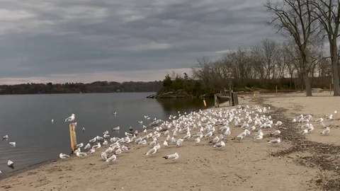 Pan Left Across Seagulls on Beach Revealing Very Wide River Stock Footage 85282609