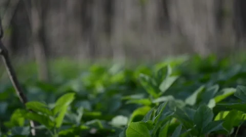 Pan Left Along the Green Vegetation Stock Footage 50378501