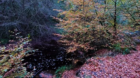 Pan left and down to reveal an autumn stream 動画素材 164061025