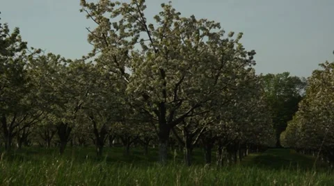 Pan left and right on a cherry orchard in full bloom Stock Footage 7764849