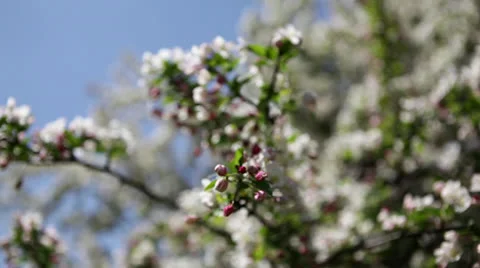 Pan to left: Apple tree blossoms in Spring orchard Stock Footage 24673328