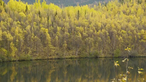 Pan Left Autumn Trees Reflected in Lake Stock Footage 38111359