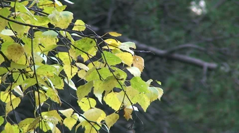 Pan left on birch tree yellowish leaves Stock Footage 33405993