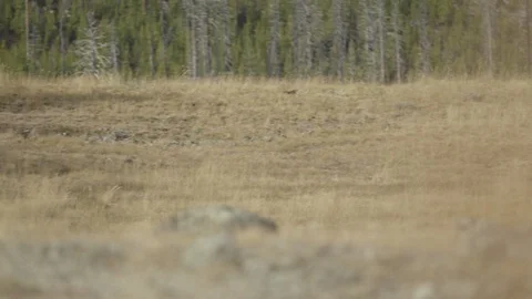 Pan Left to Bison at Rest in Yellowstone Stock Footage 122224008